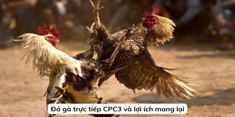 Đá gà CPC3 có sự góp mặt của những chiến kê vượt trội